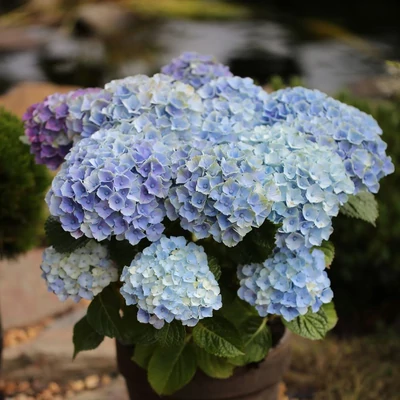 Hydrangea macrophylla 'Magical Amethyst' – Kerti hortenzia