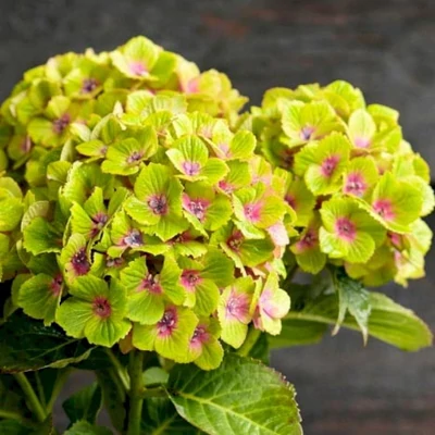 Hydrangea macrophylla 'Magical Green Delight' – Kerti hortenzia