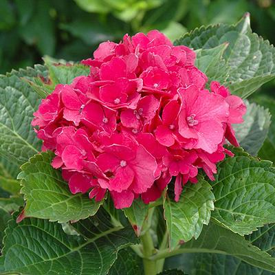 Hydrangea macrophylla 'Masja (syn. Sibilla)' – Korall rózsaszín hortenzia