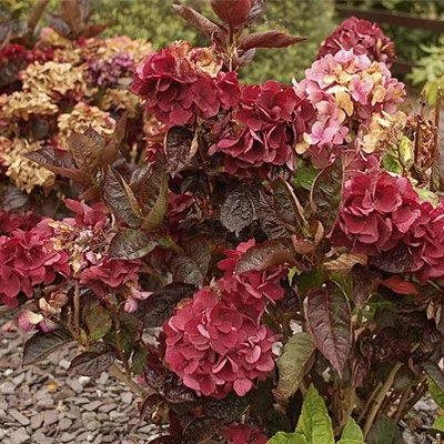 Hydrangea macrophylla 'Merveille Sanguine' – Kerti hortenzia