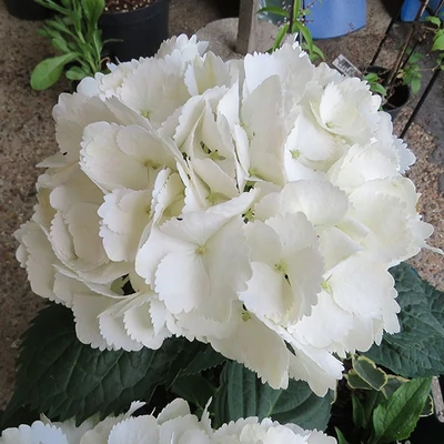 Hydrangea macrophylla 'Mme Emile Mouliere' – Kerti hortenzia