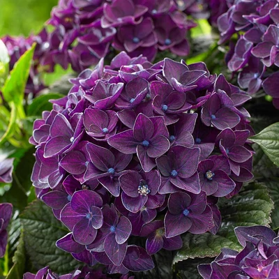 Hydrangea macrophylla 'Music Collection-Deep Purple Dance'® – Kerti hortenzia