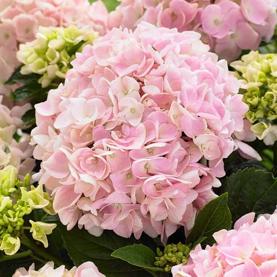 Hydrangea macrophylla 'Music Collection-Soft Pink Salsa'® – Kerti hortenzia