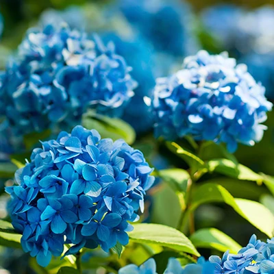 Hydrangea macrophylla 'Nikko Blue' – Kék virágú hortenzia