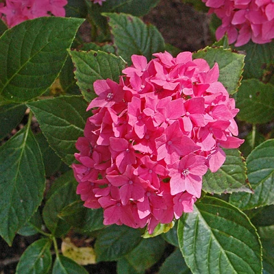 Hydrangea macrophylla 'Pia' – Ciklámen virágú, alacsony termetű kerti hortenzia