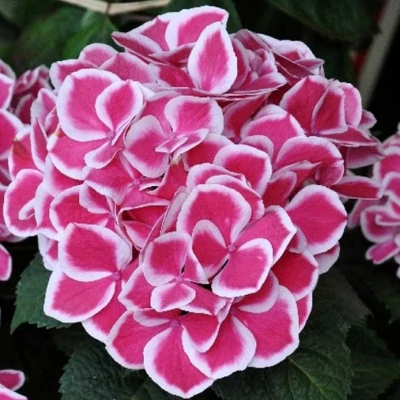 Hydrangea macrophylla 'Red Ace' – Kerti hortenzia