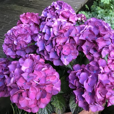 Hydrangea macrophylla 'Red Angel Blue' – Kerti hortenzia