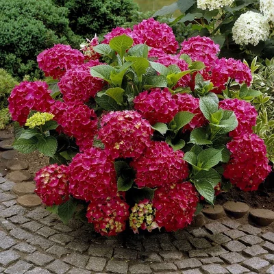 Hydrangea macrophylla 'Red Beauty' – Kerti hortenzia