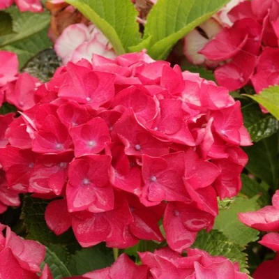 Hydrangea macrophylla 'Red' – Kerti hortenzia