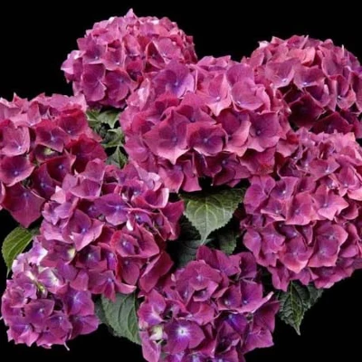 Hydrangea macrophylla 'Red Power Blue' – Kerti hortenzia