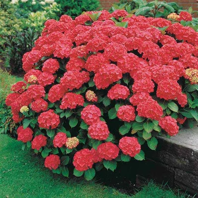 Hydrangea macrophylla 'Red Power' – Kerti hortenzia