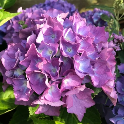 Hydrangea macrophylla 'Renate Steiniger' – Kerti hortenzia