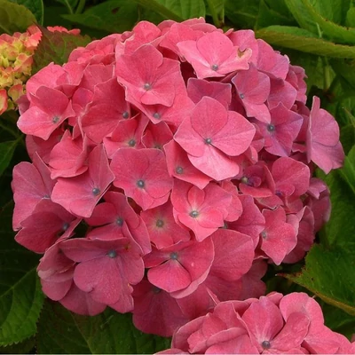 Hydrangea macrophylla 'Rosita' – Mély rózsaszín, nagyvirágú hortenzia