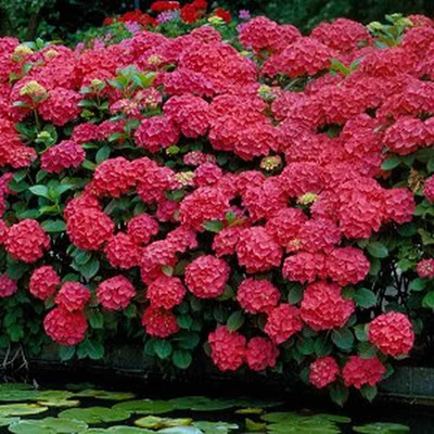Hydrangea macrophylla 'Royal Red' – Kerti hortenzia