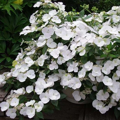 Hydrangea macrophylla 'Runaway Bride'® – Kerti hortenzia