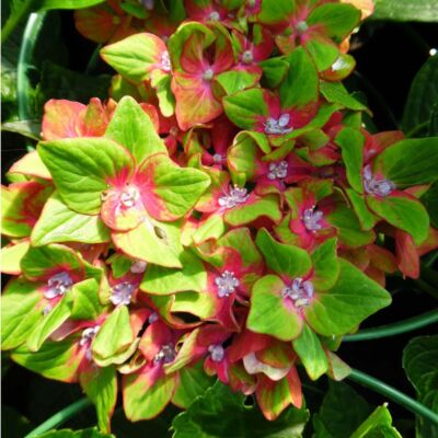 Hydrangea macrophylla 'Schloss Wackerbarth' – Kerti hortenzia