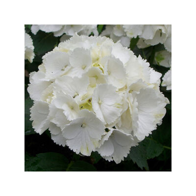 Hydrangea macrophylla 'Schneeball' – Fehér virágú kerti hortenzia