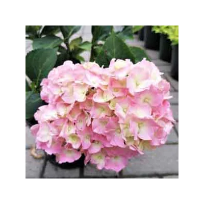 Hydrangea macrophylla 'Soft Blue Power Pink' – Kerti hortenzia