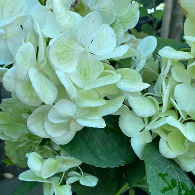 Hydrangea macrophylla 'Superball White' – Kerti hortenzia