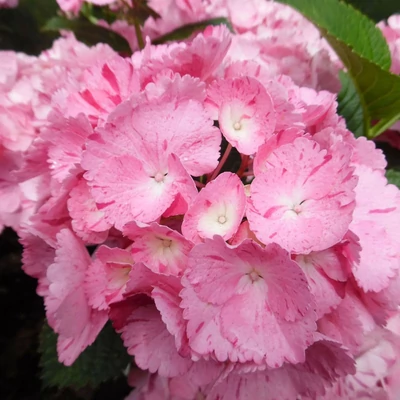 Hydrangea macrophylla 'Sweet Fantasy' – Kerti hortenzia