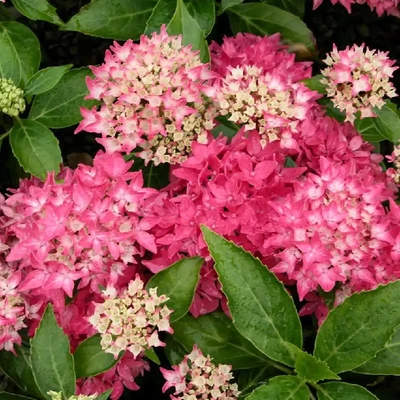 Hydrangea macrophylla 'Tovelit' – Kerti hortenzia