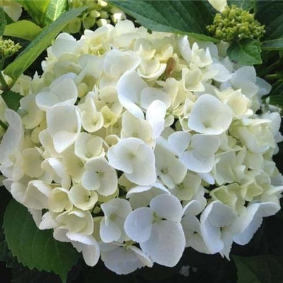 Hydrangea macrophylla 'White Power' – Kerti hortenzia