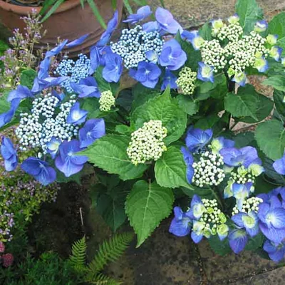 Hydrangea macrophylla 'Zorro' – Kerti hortenzia