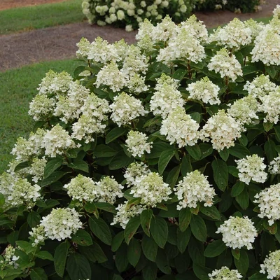 Hydrangea paniculata Royal Majestics® 'Baby Lace®' – Bugás hortenzia