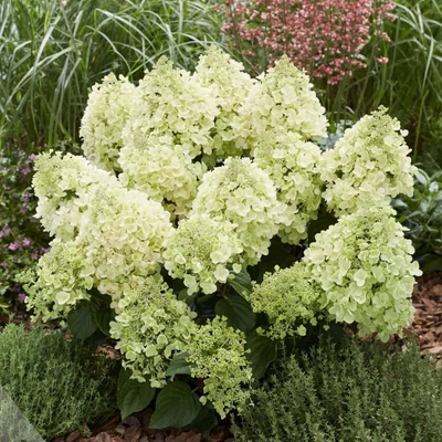 Hydrangea paniculata 'Bee Happy' – Bugás hortenzia
