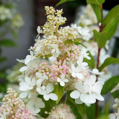Hydrangea paniculata 'Confetti'® – Fehér bugás hortenzia