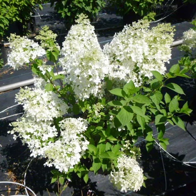 Hydrangea paniculata 'Dentelle de Gorron' – Bugás hortenzia