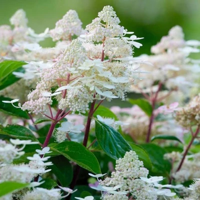 Hydrangea paniculata 'Early Harry' – Bugás hortenzia