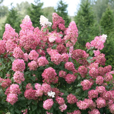 Hydrangea paniculata 'Fire Light' – Bugás hortenzia