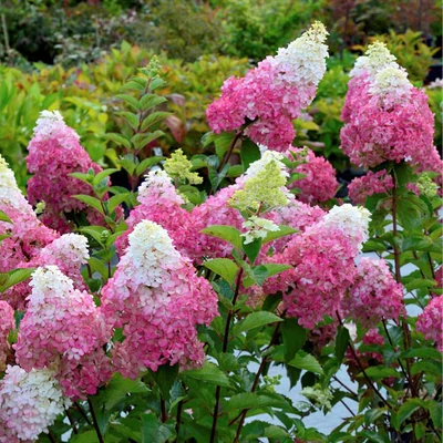 Hydrangea paniculata 'Fraise Melba' – Bugás hortenzia