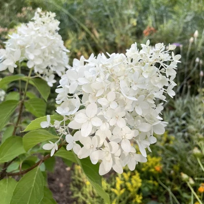 Hydrangea paniculata 'Graffiti' – Bugás hortenzia        