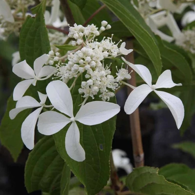 Hydrangea paniculata 'Great Star' – Bugás hortenzia