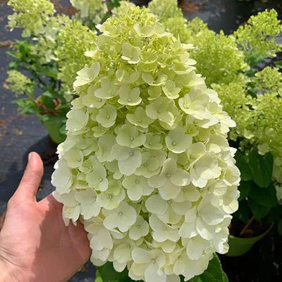 Hydrangea paniculata 'Hercules'® – Bugás hortenzia