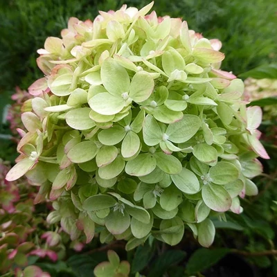 Hydrangea paniculata 'Jane Little Lime' – Bugás hortenzia