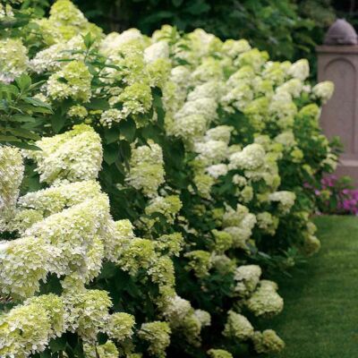 Hydrangea paniculata 'Limelight'® – Fehér bugás hortenzia