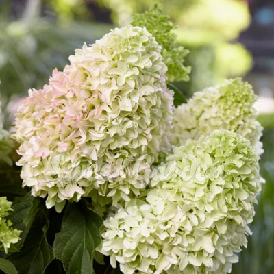 Hydrangea paniculata 'Little Fresco' – Bugás hortenzia