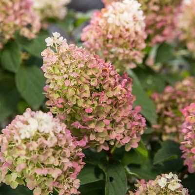 Hydrangea paniculata 'Little Hottie' – Bugás hortenzia