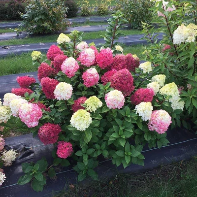 Hydrangea paniculata 'Little Lime Punch'® – Bugás hortenzia