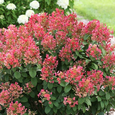 Hydrangea paniculata 'Little Quick Fire' – Bugás hortenzia