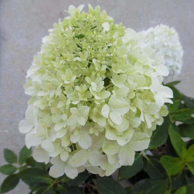Hydrangea paniculata 'Little Spookey'® – Bugás hortenzia
