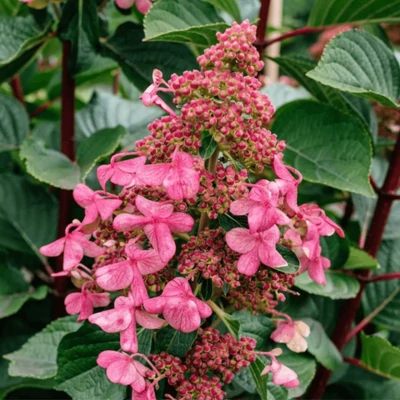 Hydrangea paniculata 'Living Infinity' – Bugás hortenzia