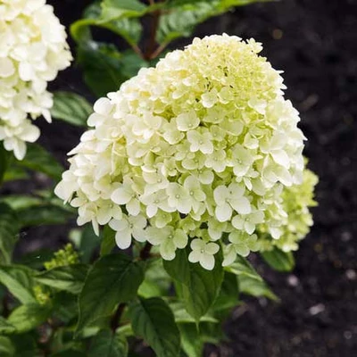 Hydrangea paniculata 'Living Little Passion' – Bugás hortenzia