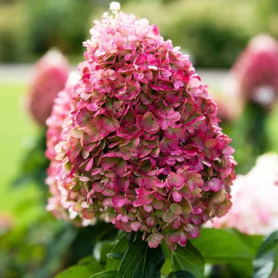 Hydrangea paniculata 'Living Pinky Promise' – Bugás hortenzia