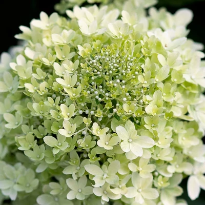 Hydrangea paniculata 'Living Royal Flower' – Bugás hortenzia