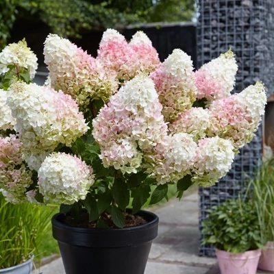 Hydrangea paniculata 'Living Strawberry Blossom' – Bugás hortenzia