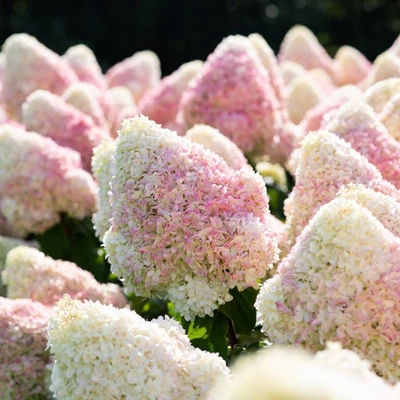 Hydrangea paniculata 'Living Summer Love' – Bugás hortenzia